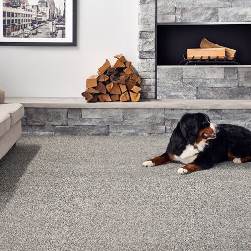 Dog sat on carpet floor | Affordable Floors