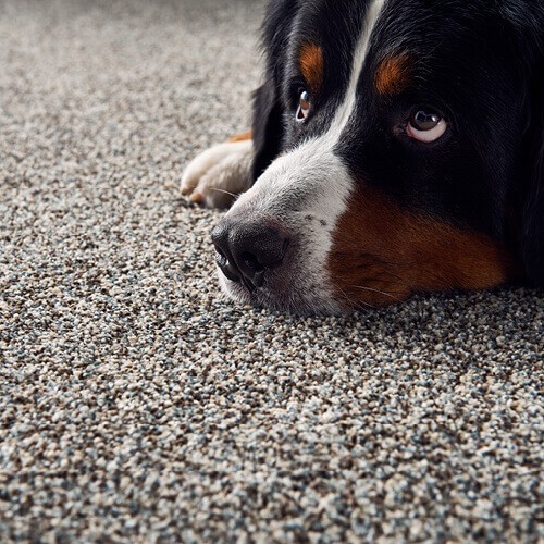 Carpet flooring | Affordable Floors